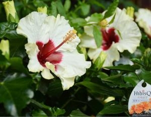 ハイビスカス |「花の店カタカイ」　（群馬県前橋市の花屋）のブログ