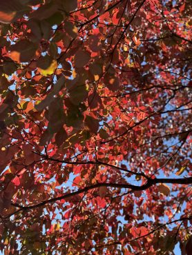 テストです|「花の店カタカイ」　（群馬県前橋市の花屋）のブログ